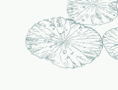 在素描矢量荷叶上水珠照片