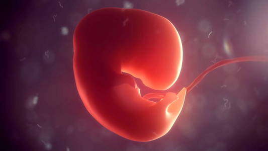 体内的胚胎.3d 图照片