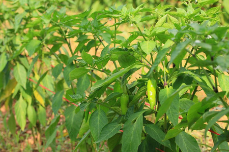 辣椒在植物