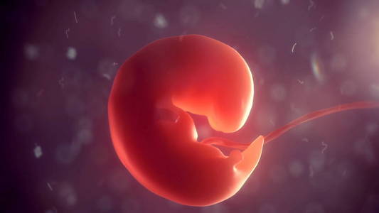 体内的胚胎。3d 图