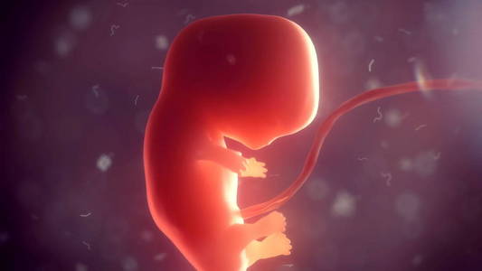 体内的胚胎。3d 图