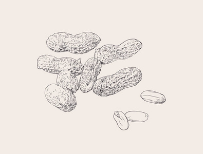 花生坚果种子矢量照片
