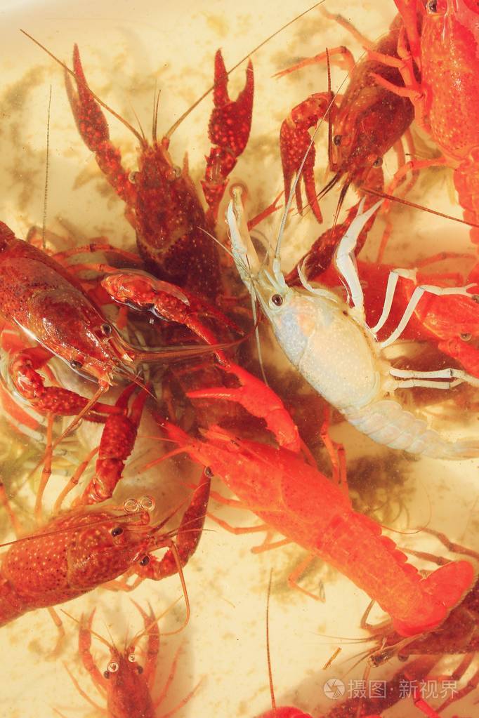 在水中的小龙虾