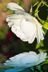 美丽的白玫瑰与水的倒影
