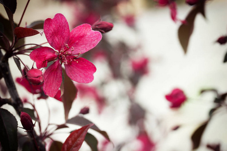 粉红色的花, 果树春天开花的背景。春天