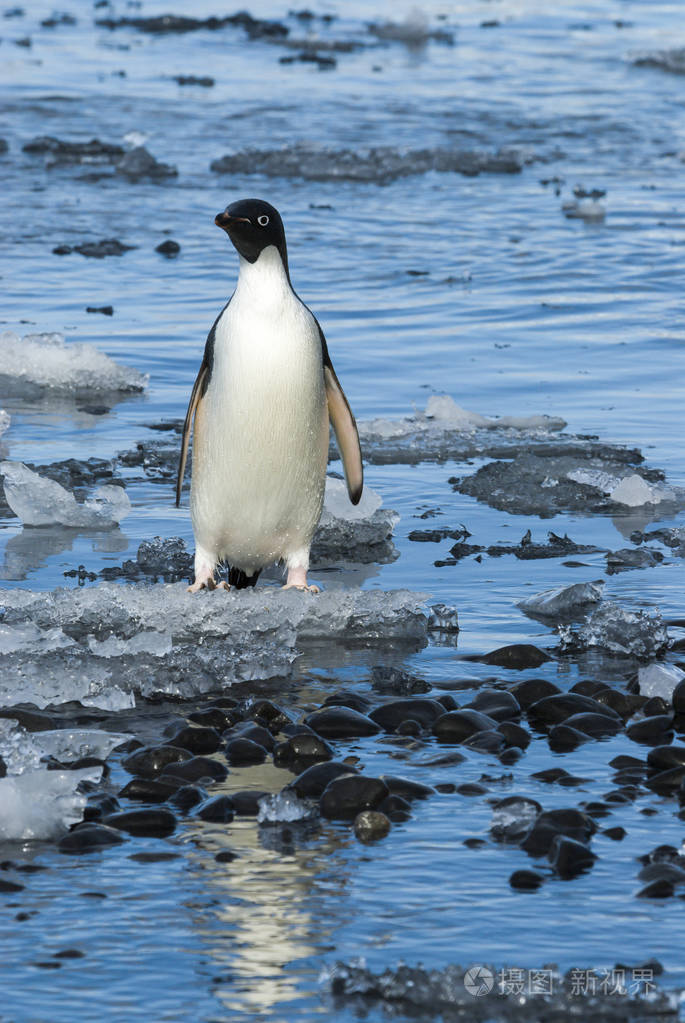 阿德利企鹅在冰上