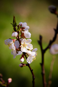 春天的花朵与白色的花在杏树早午餐在4月