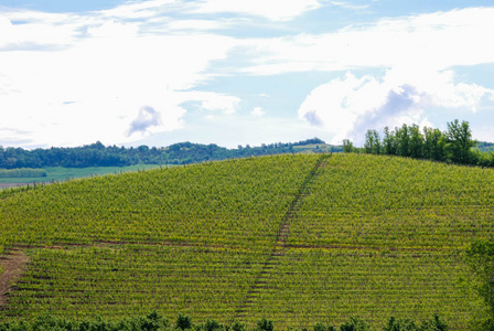 皮埃蒙特的 Langhe 山