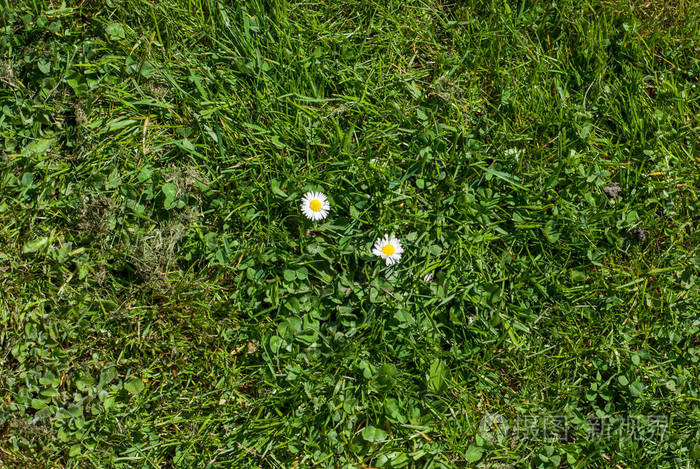 雏菊在草草坪顶视图