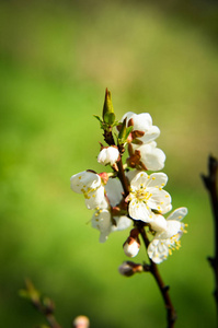 春天的花朵与白色的花在杏树早午餐在4月