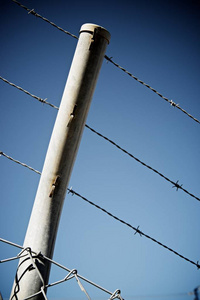 的树 荆棘边防警卫队和一条狗的剪影扬声器和翅膀痛苦的心罗马尼亚山