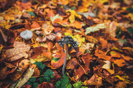 coprinopsis picacea 蘑菇在森林里