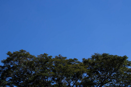 树木蓝色天空