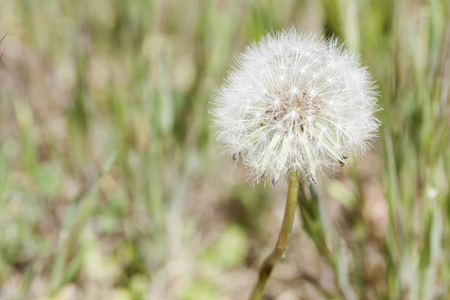 金银花俗称蒲公英图片