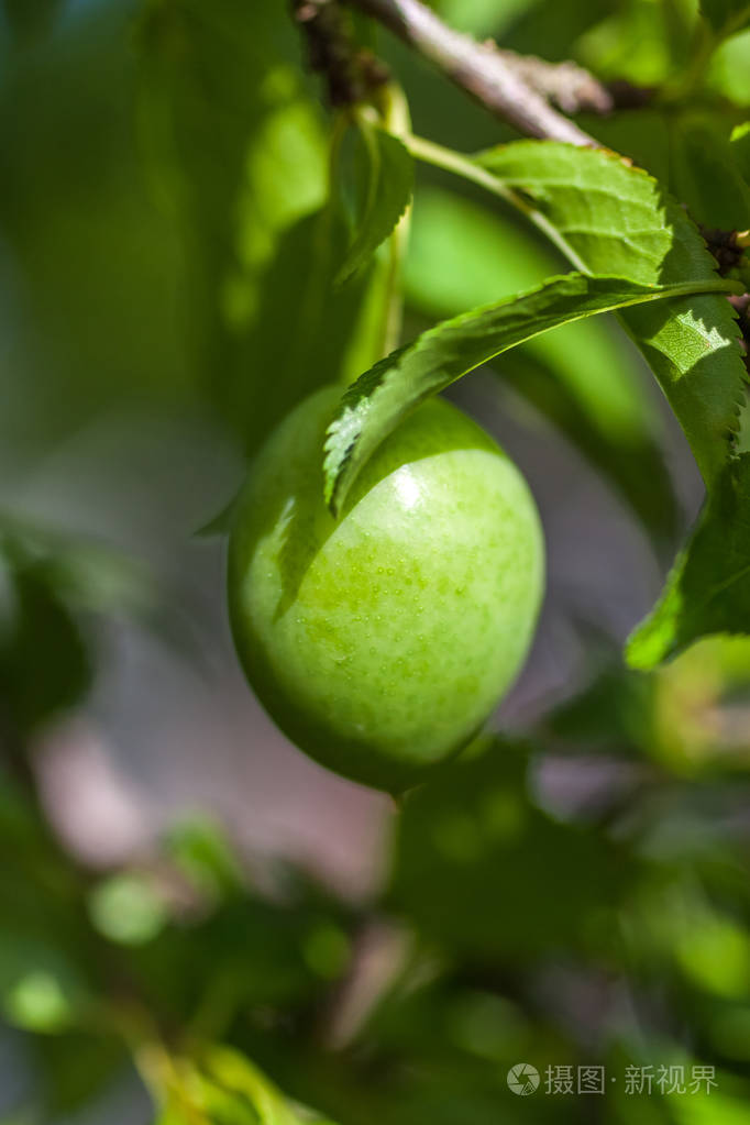 在房子里的一个花园里用绿色李子 (tkemali) 分枝