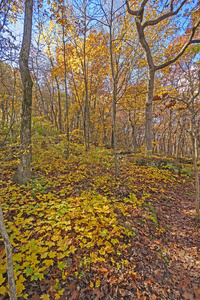 秋天森林中的黄色