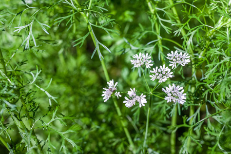 在花园或农场的新鲜绿色香菜