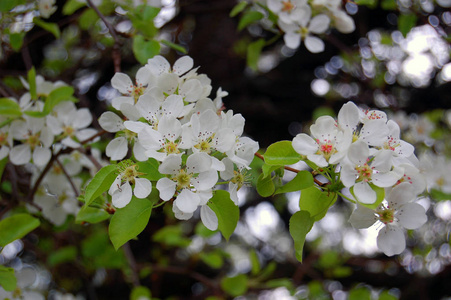 美丽的白色春天的花朵