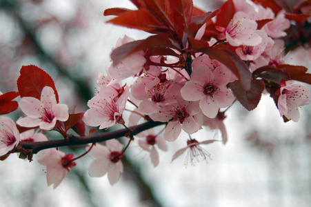 美丽盛开的樱花春天的花朵
