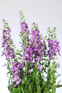 Angelonia 花在白色背景