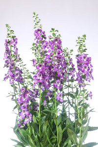 Angelonia 花在白色背景