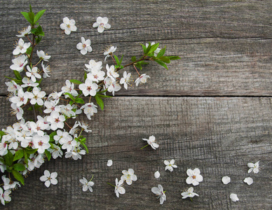 春天樱桃开花