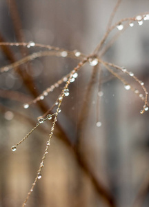 树枝被雨水淋湿