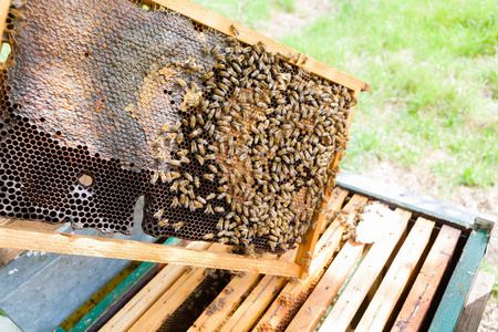打开蜂箱养蜂