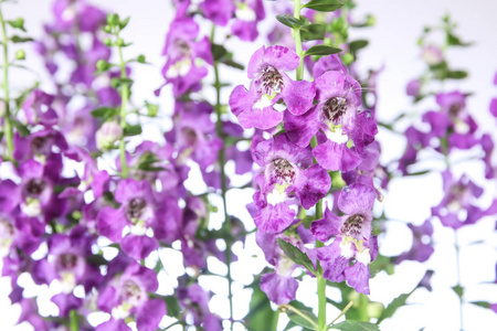 Angelonia 花在白色背景