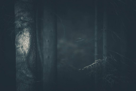 诡异的黑暗森林图片
