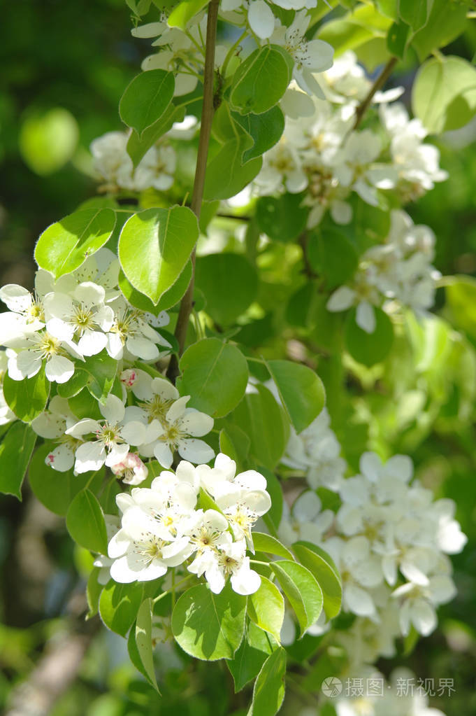 在春天的时候棵开花的树