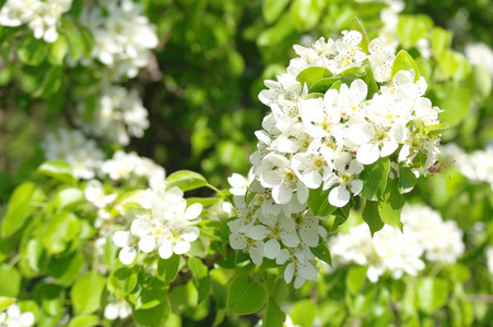 梨树春季开花枝