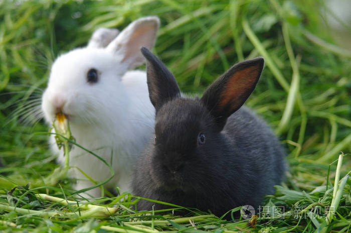 黑色和白色婴儿兔子在绿色草地上