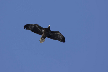 年轻虎头海雕飞行在阿瓦恰湾上空晴朗 wint