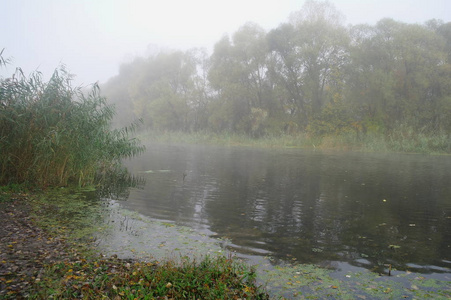 与黄色的树上河的沿岸秋季景观