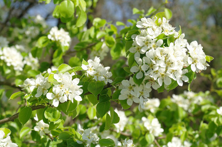 梨树春季开花枝