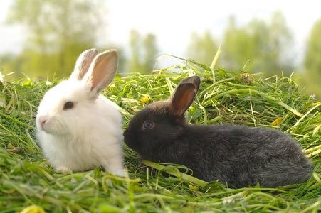 黑色和白色婴儿兔子在绿色草地上