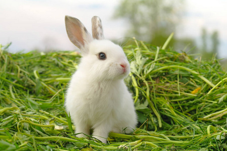 白兔子在草地上图片