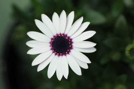 从Keukhenhof花园拍摄的白色花朵