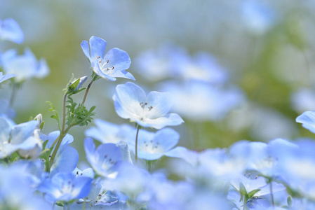 淡蓝色的眼睛蓝色的花,nemophila 或淡蓝色的眼睛,日本照片