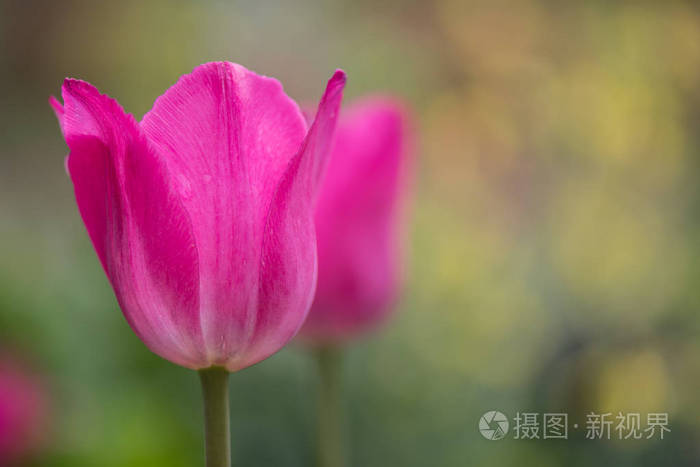 带向右复制空间的粉红郁金香