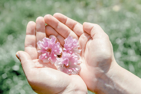 美粉色樱花花在女性手中图片