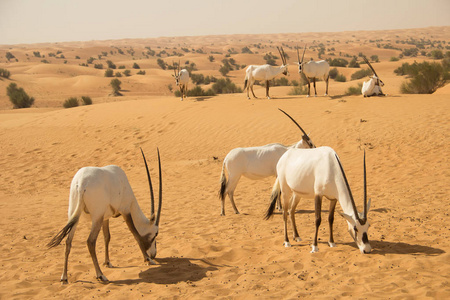 在阿拉伯沙漠的白色羚羊照片