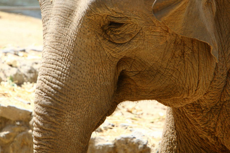 大象生活在动物园里图片