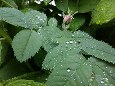 明确的雨滴轻轻摇曳的叶子上形成花纹细致