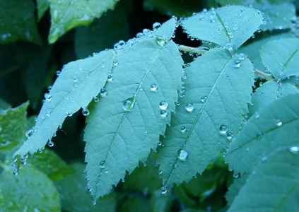 明确的雨滴轻轻摇曳的叶子上形成花纹细致