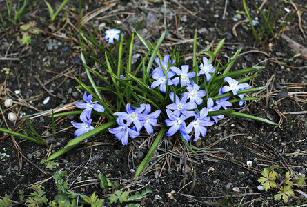 花蓝色小花