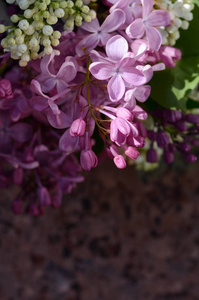 丁香花。紫色和白色的春天花在一个灰色的石头 surgace。花卉背景