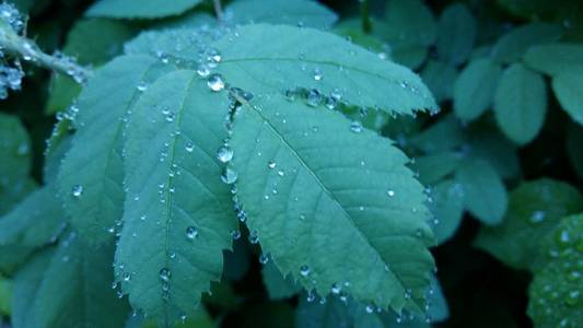 明确的雨滴轻轻摇曳的叶子上形成花纹细致照片