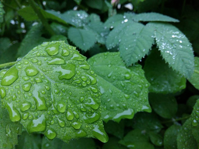 明确的雨滴轻轻摇曳的叶子上形成花纹细致